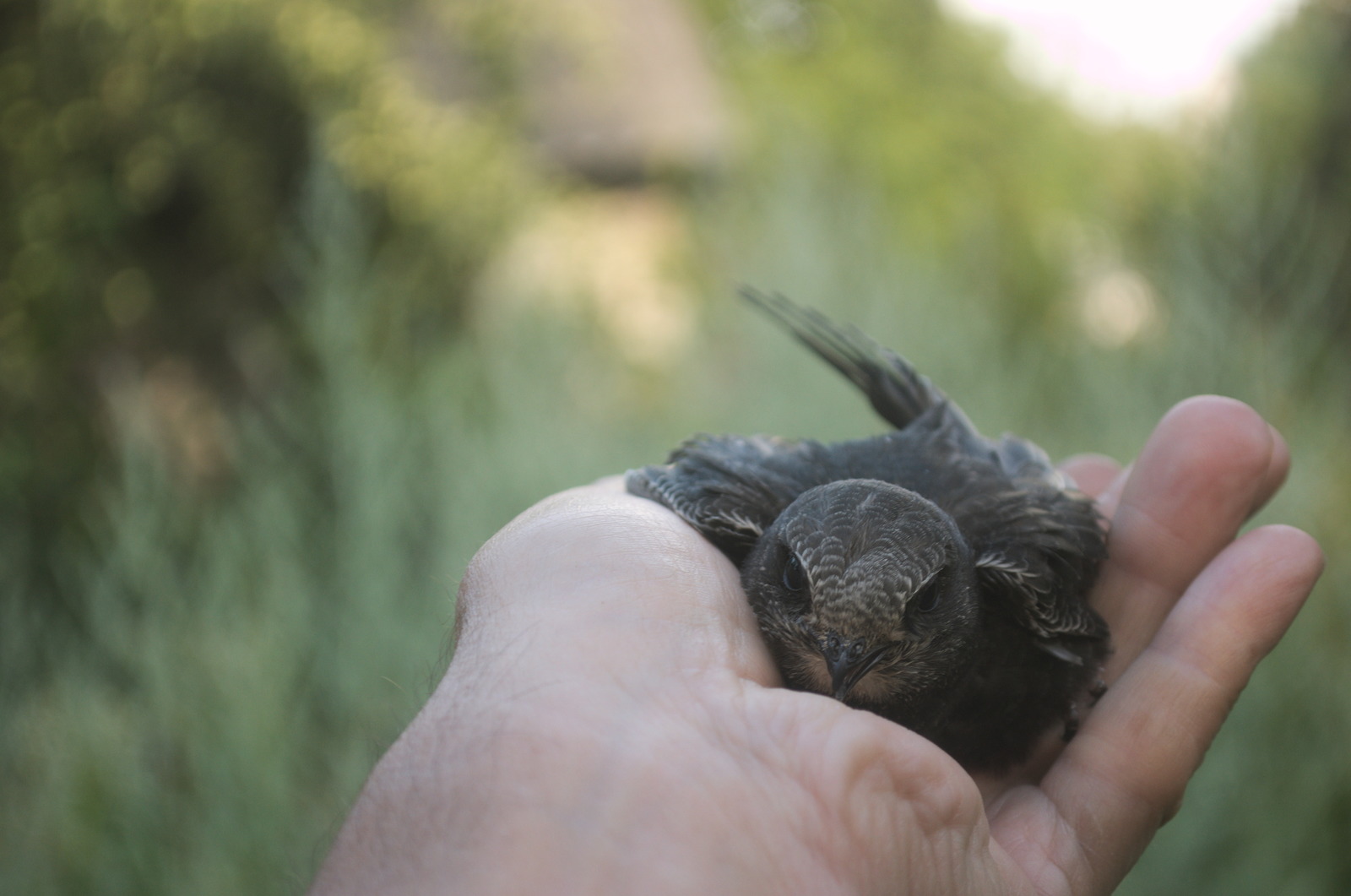 35 days with a haircut, or Luchik and others. - My, Swift, Birds, Black Swift, Apus apus, Growth, The photo, Longpost, Feeding