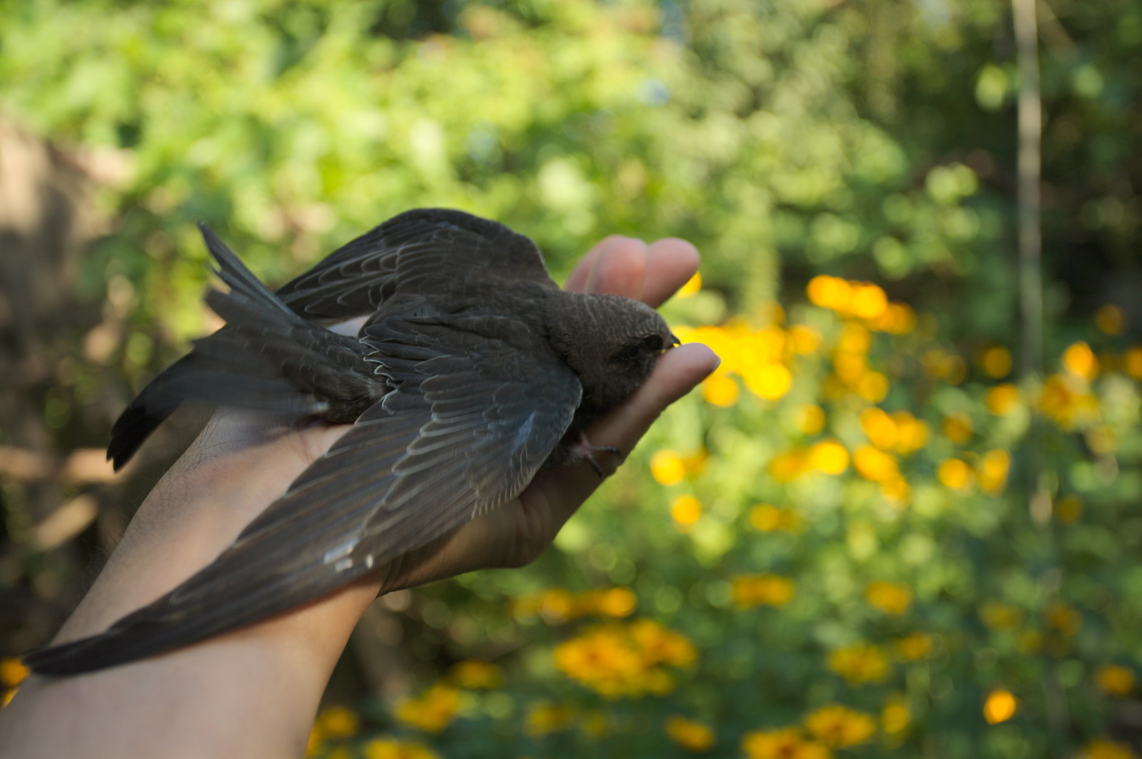 35 days with a haircut, or Luchik and others. - My, Swift, Birds, Black Swift, Apus apus, Growth, The photo, Longpost, Feeding