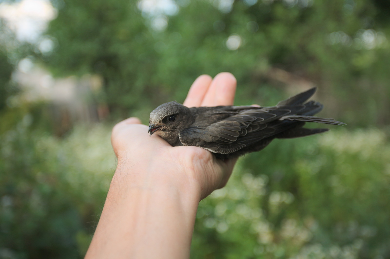 35 days with a haircut, or Luchik and others. - My, Swift, Birds, Black Swift, Apus apus, Growth, The photo, Longpost, Feeding