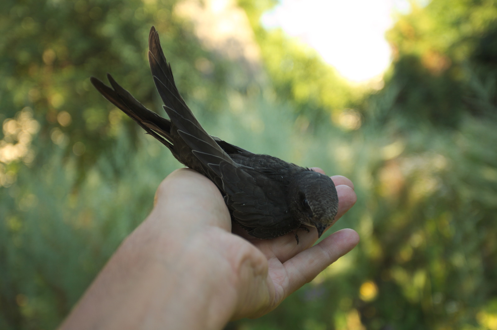 35 days with a haircut, or Luchik and others. - My, Swift, Birds, Black Swift, Apus apus, Growth, The photo, Longpost, Feeding