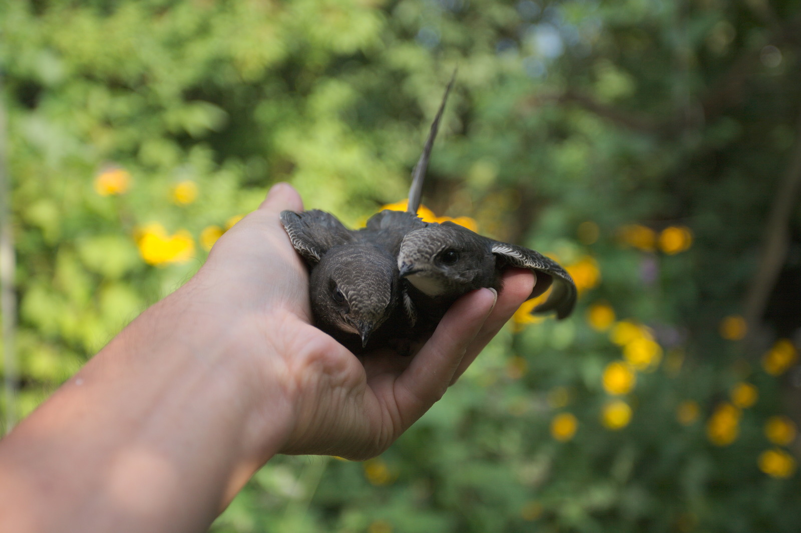 35 days with a haircut, or Luchik and others. - My, Swift, Birds, Black Swift, Apus apus, Growth, The photo, Longpost, Feeding