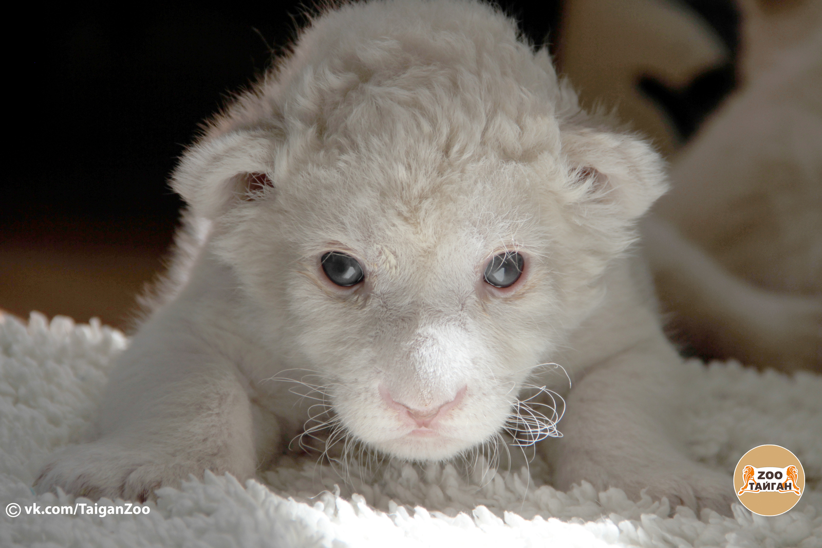 MIMIMISH positive! - My, Taigan Lions Park, Zoo, Crimea, a lion, Big cats, cat, Lion cubs, Animals