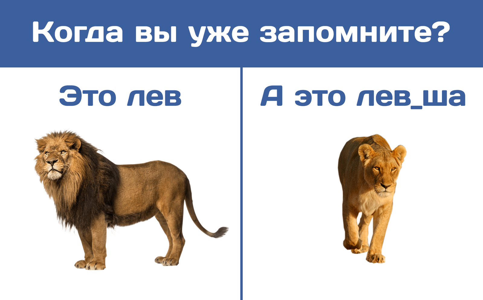 Сколько львов на картинке правильный ответ