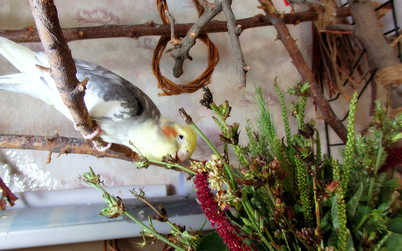 The parrots refused to eat. - My, Birds, A parrot, Corella, , , The diet, Greenery, Nutrition, Longpost