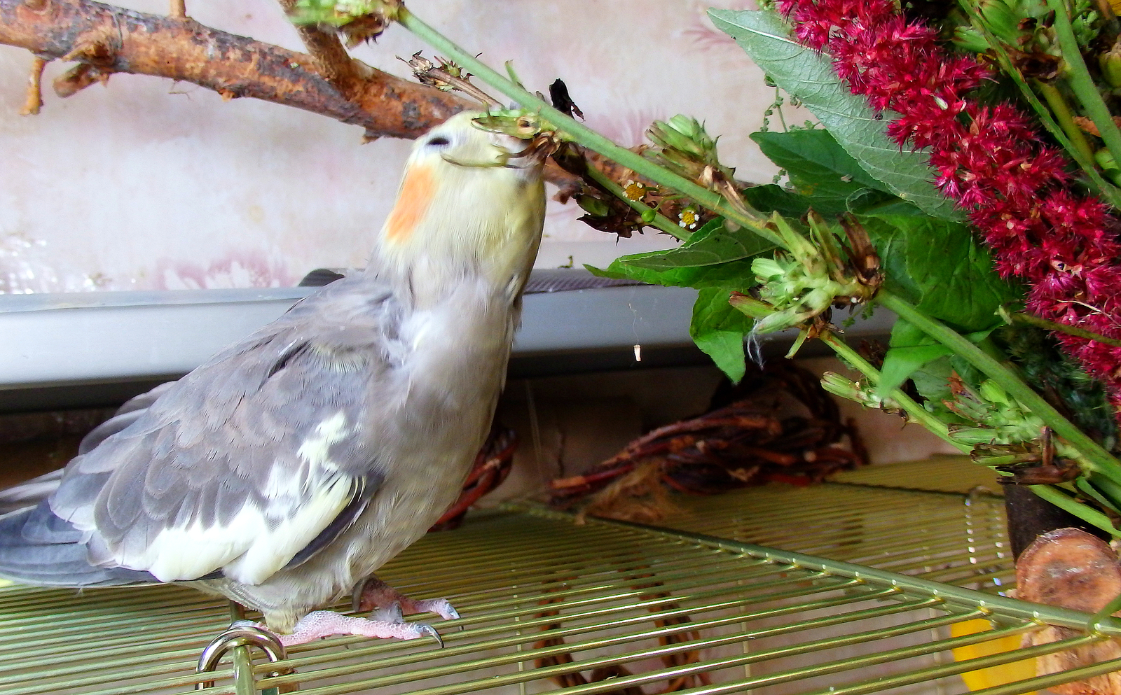 The parrots refused to eat. - My, Birds, A parrot, Corella, , , The diet, Greenery, Nutrition, Longpost