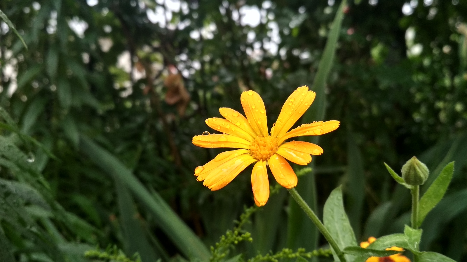 After the rain - My, Flowers, The photo, Beautiful, Snapshot, Frame, Nature, Xiaomi, Beginning photographer