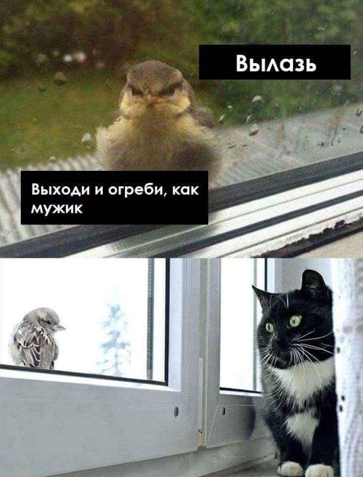 Not a man! - Sparrow, cat, Разборки, Window