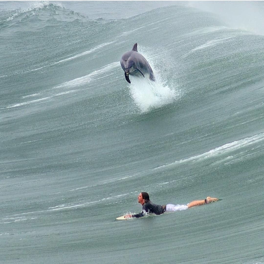 A second before ... - The photo, Surfer, Dolphin