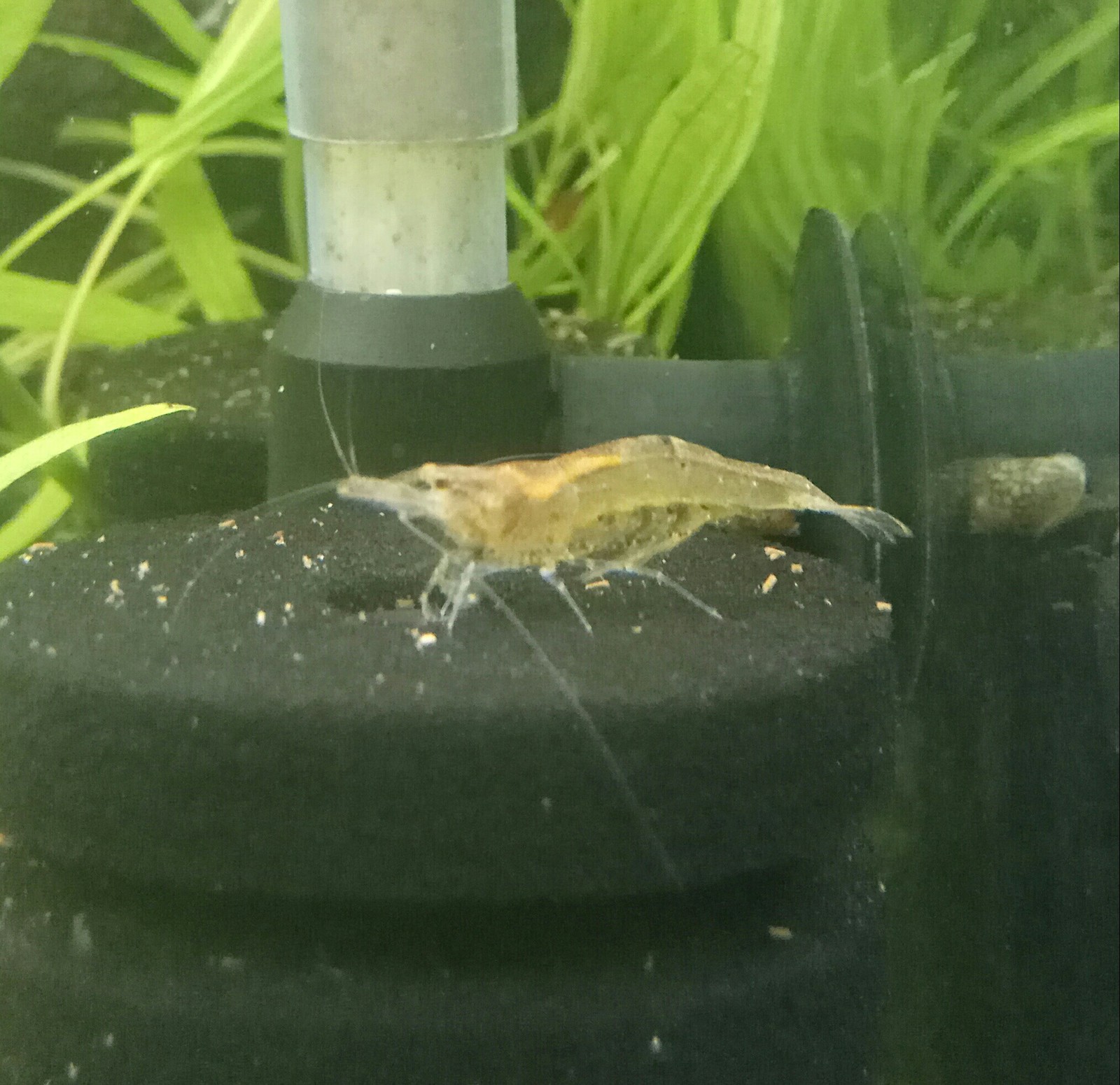 Help identifying a shrimp - My, Shrimps, Aquarium, Aquarium, Help