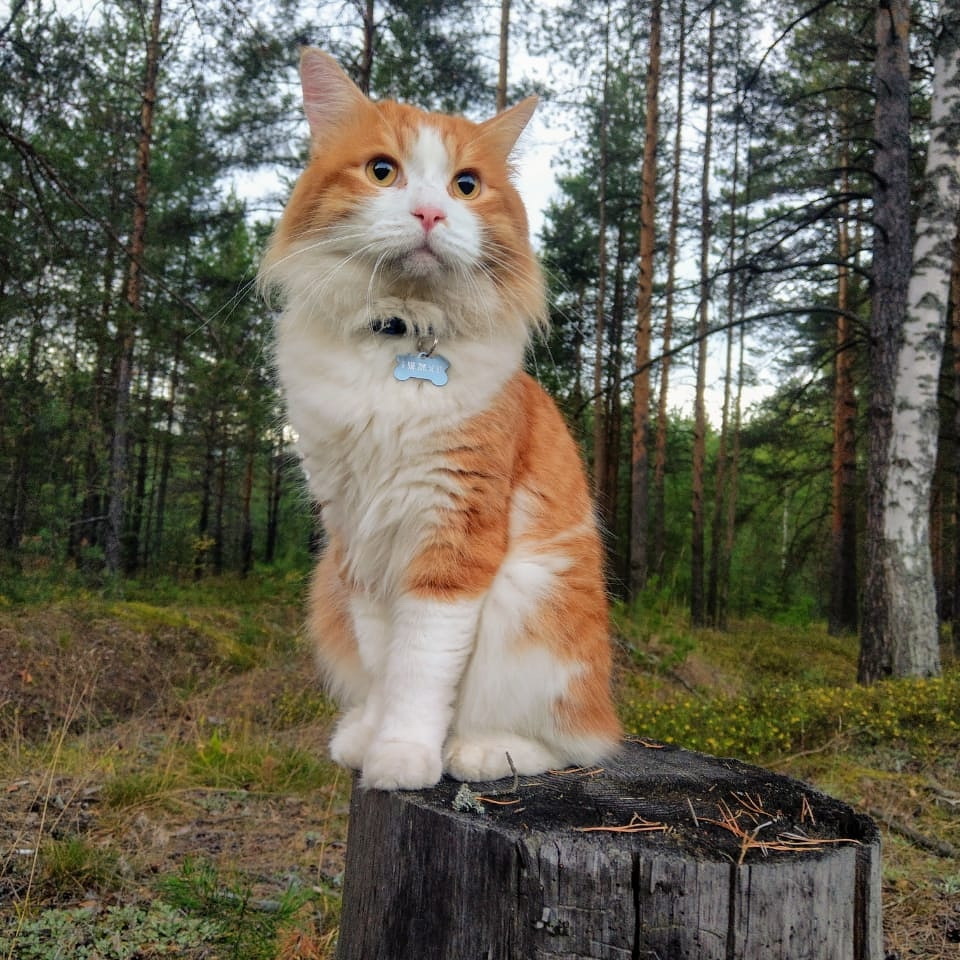 Walk in the July forest - My, cat, Forest, Animals, beauty of nature, Bobtail, Mushrooms, Nature, Longpost