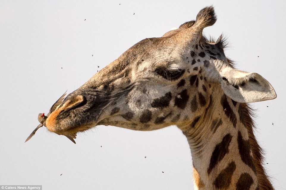 Service - Africa, Tanzania, Animals, Giraffe, Birds, Starling, Longpost