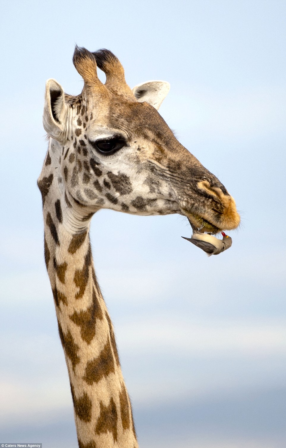 Service - Africa, Tanzania, Animals, Giraffe, Birds, Starling, Longpost