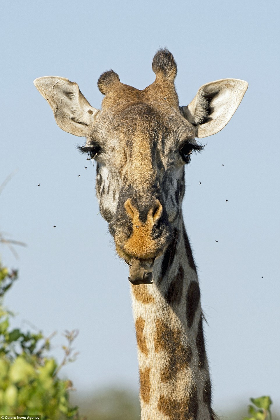 Service - Africa, Tanzania, Animals, Giraffe, Birds, Starling, Longpost