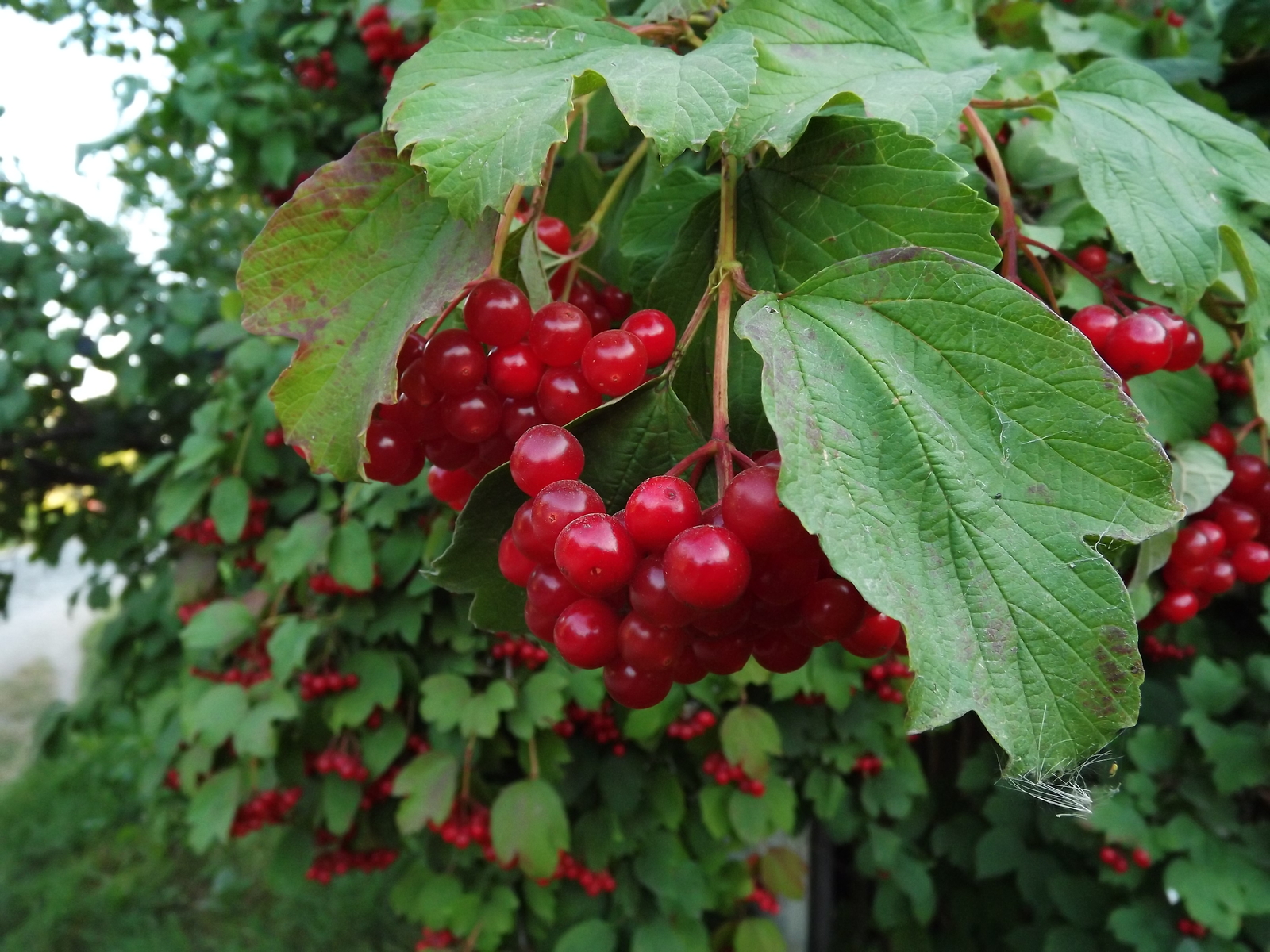 It's the end of summer... - My, Viburnum, Summer, Macro photography, Nostalgia