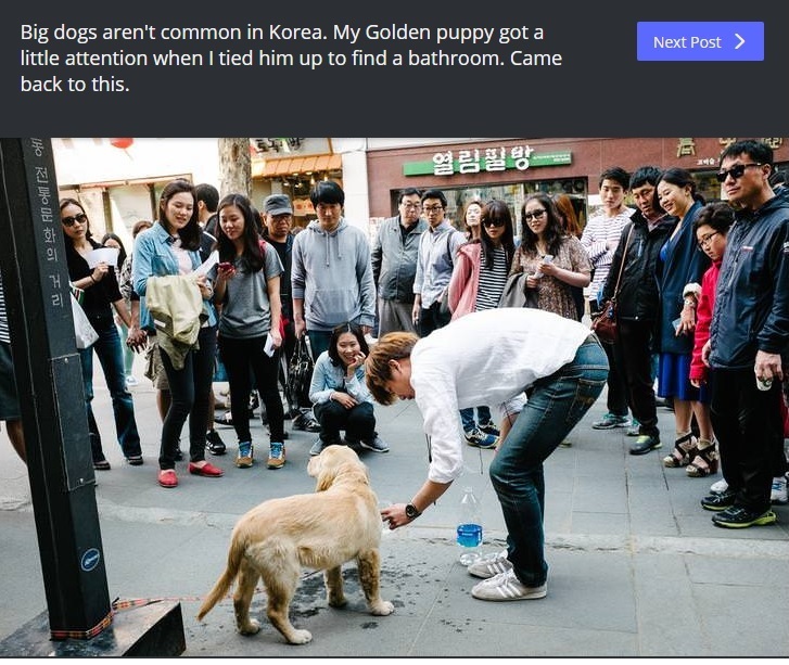 Large dogs are not common in Korea. - Корея, Dog