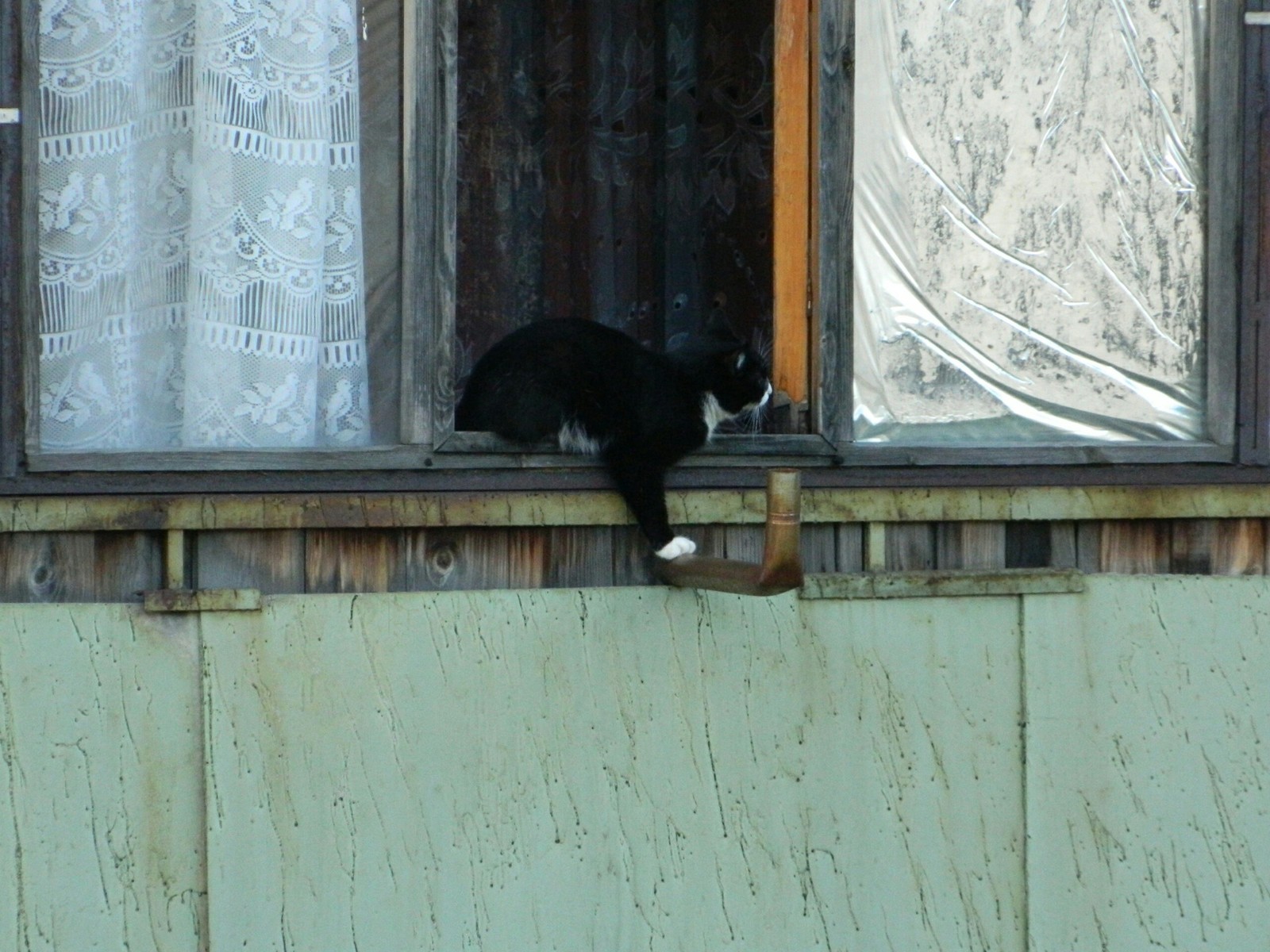 Find a photographer. - My, cat, Catomafia, Balcony, View from the window, Longpost