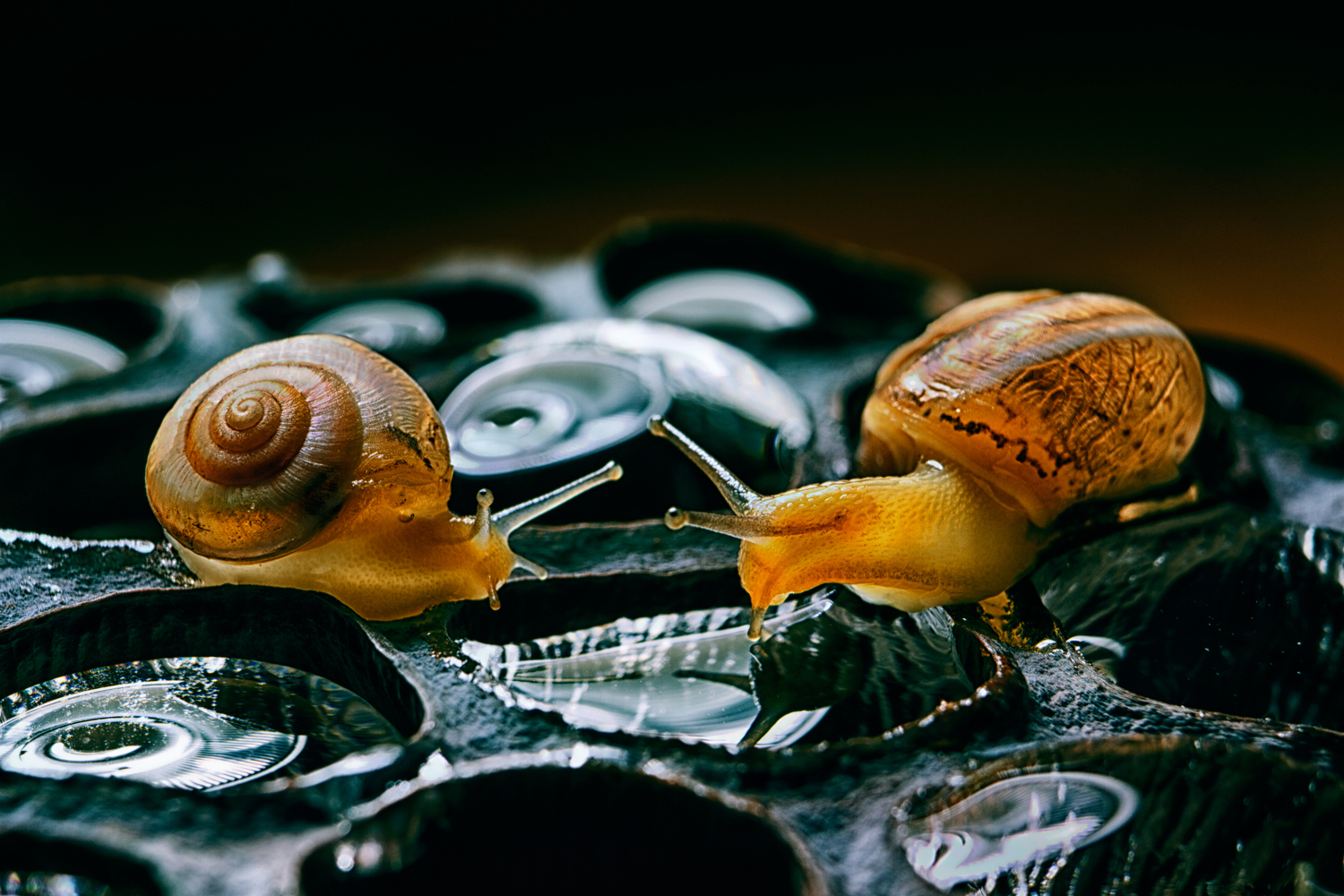 Mother of snails =) - this is what my friend calls me for my love for snails - My, The photo, Creative, Snail, Macro, , Longpost, Canon, Macro photography