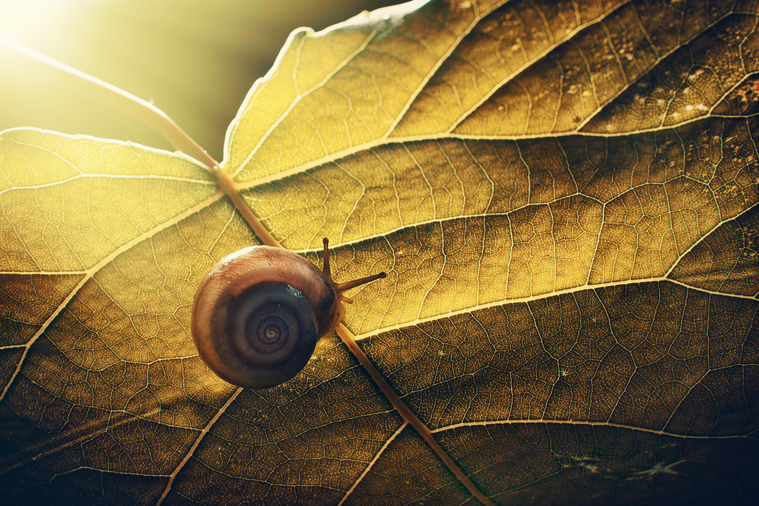 Mother of snails =) - this is what my friend calls me for my love for snails - My, The photo, Creative, Snail, Macro, , Longpost, Canon, Macro photography