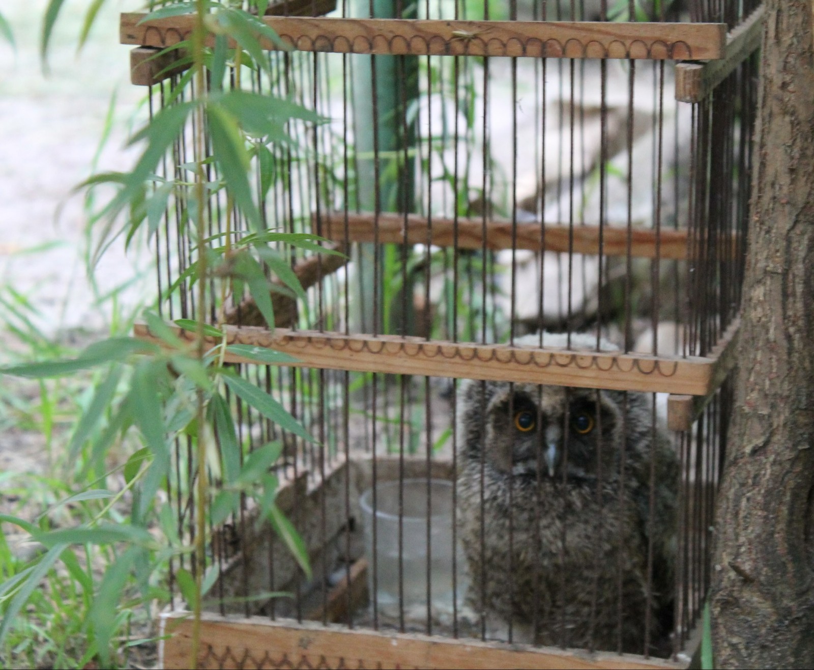 uuuuuu - My, Owl, What kind of bird?, In a cage