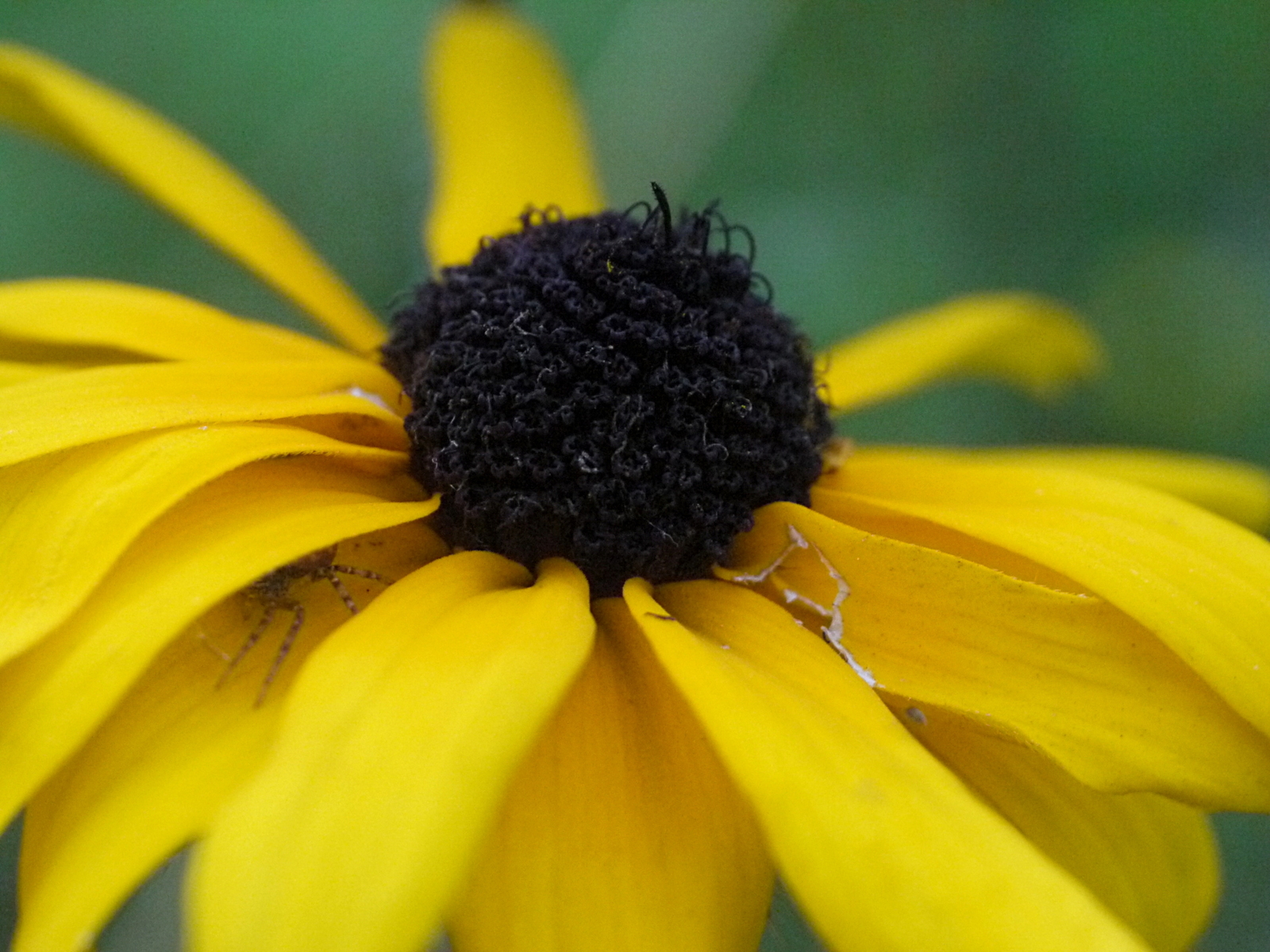 Hid - My, Macro, The photo, My, Spider, Flowers, Macro photography