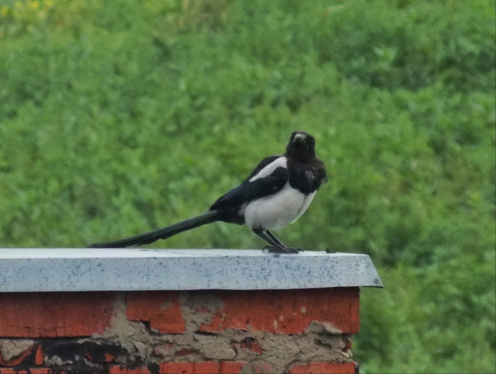 So, what is it with us? - My, Magpie, The photo