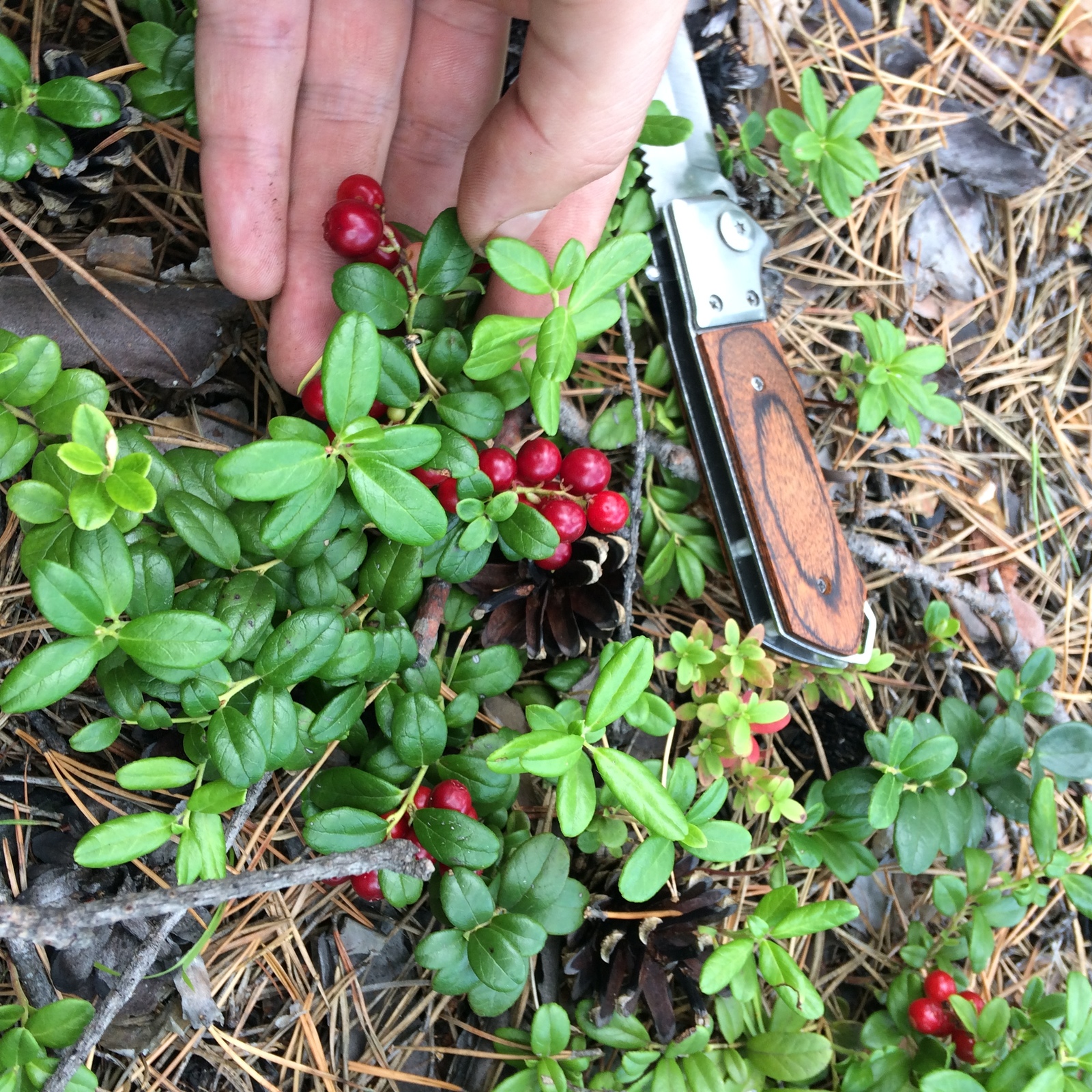 Quiet hunting in the Baikal region. - My, Berries, Mushrooms, Silent hunt, Siberia, Irkutsk region, Forest, Horses, Longpost