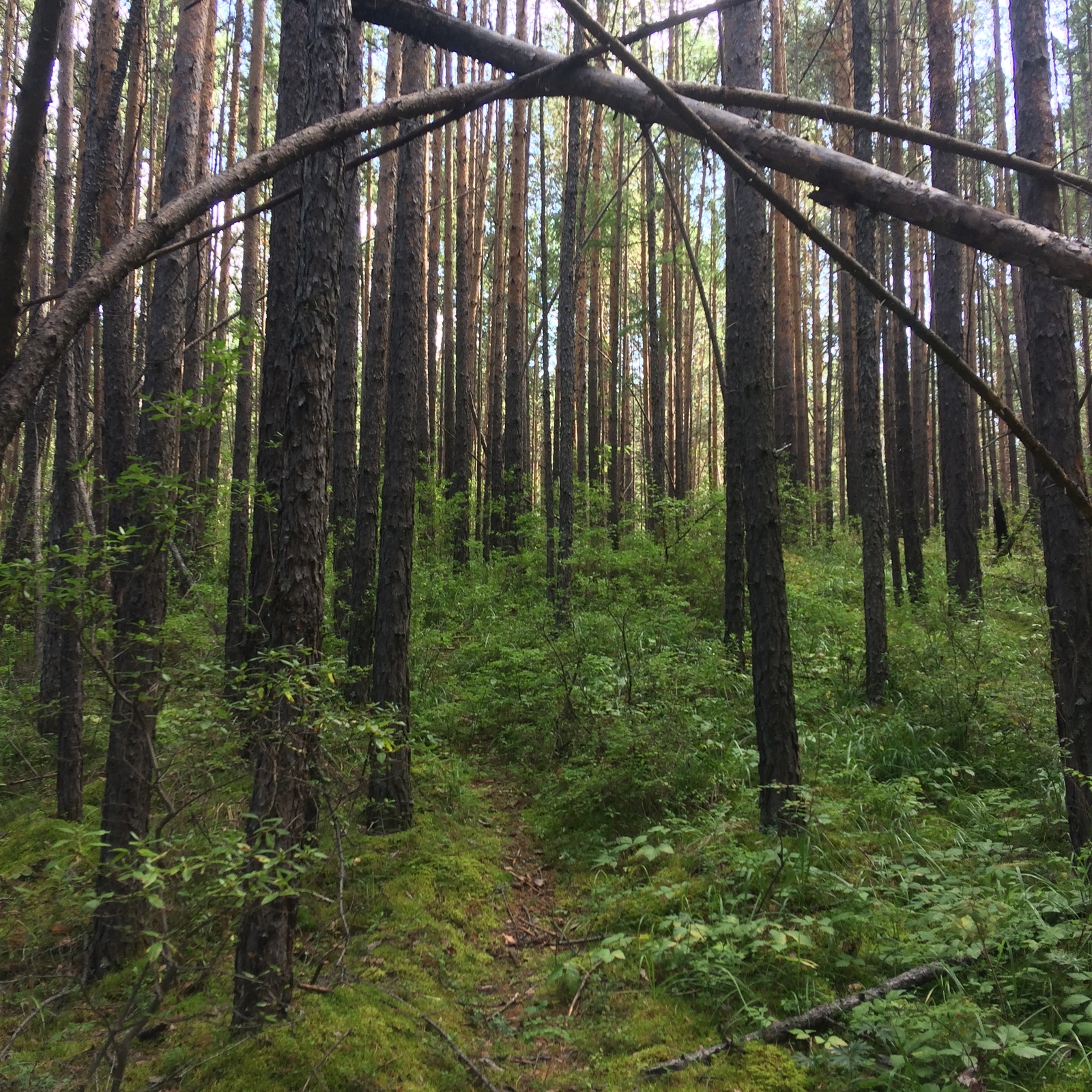 Quiet hunting in the Baikal region. - My, Berries, Mushrooms, Silent hunt, Siberia, Irkutsk region, Forest, Horses, Longpost