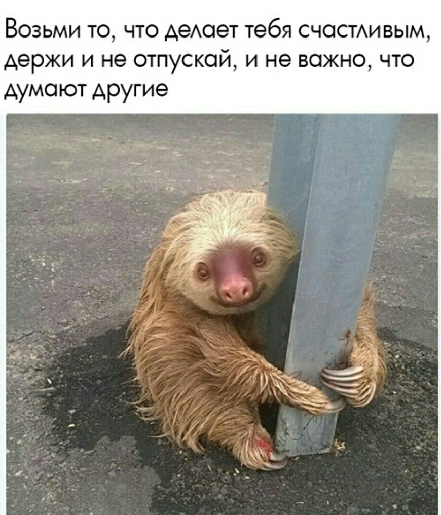 Happiness ^_^ - Happiness, Sloth, Animals, Milota, Hugs