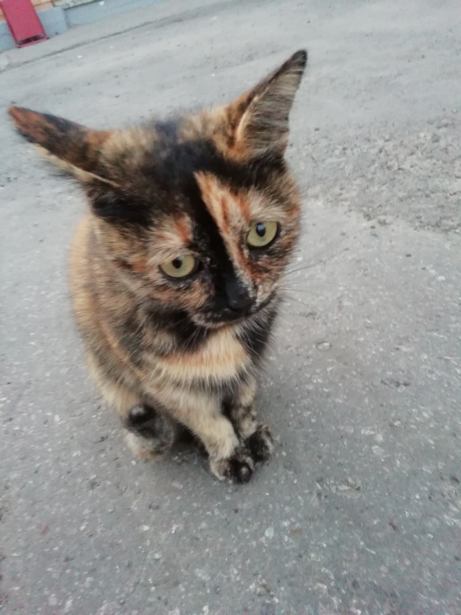 Sad cat at the cafe - My, cat, Ulyanovsk, Longpost