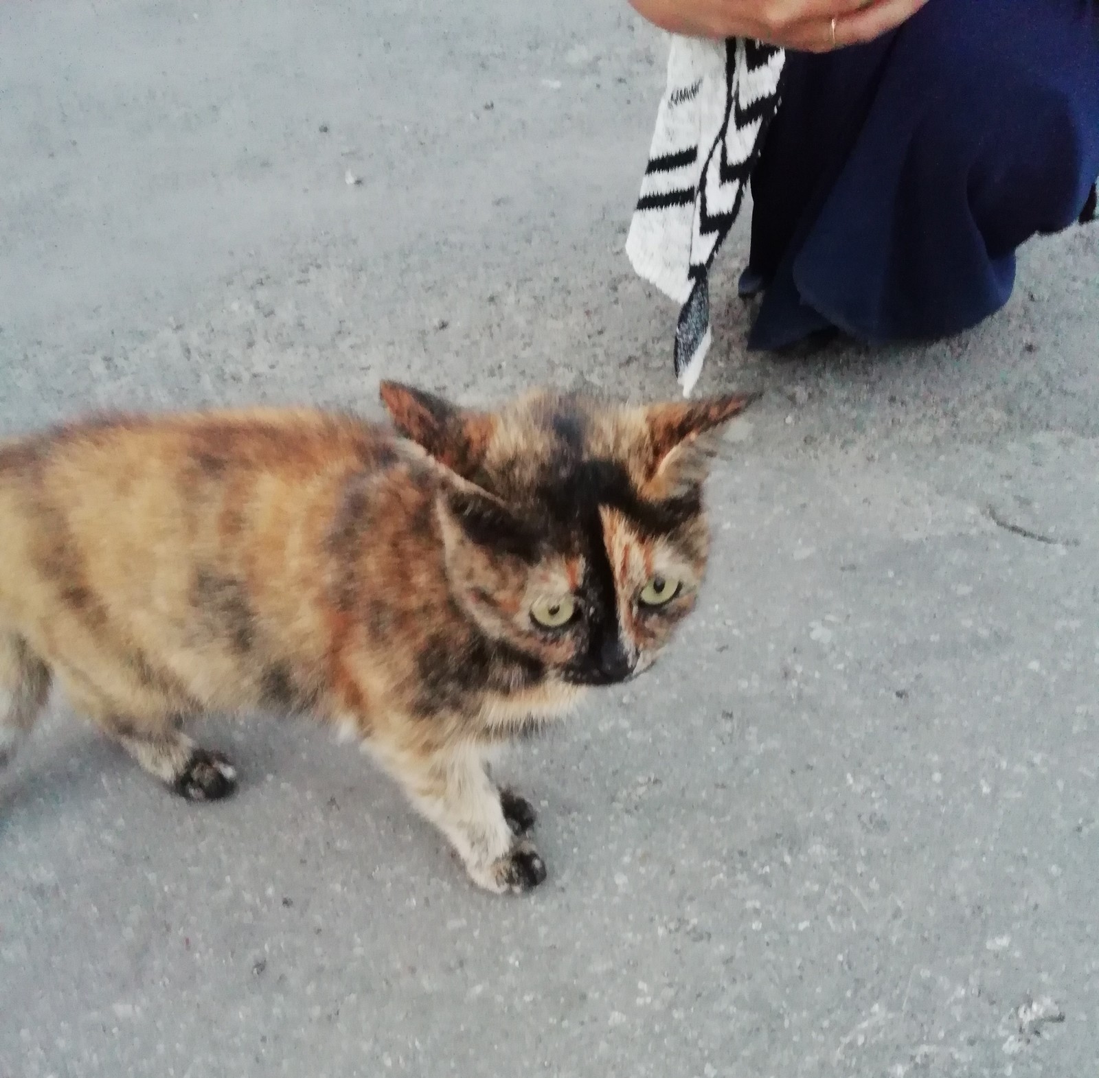 Sad cat at the cafe - My, cat, Ulyanovsk, Longpost