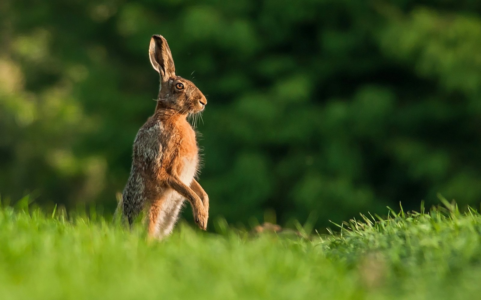 saturday hares - Hare, White hare, Hare, The photo, Milota, Animals, Longpost