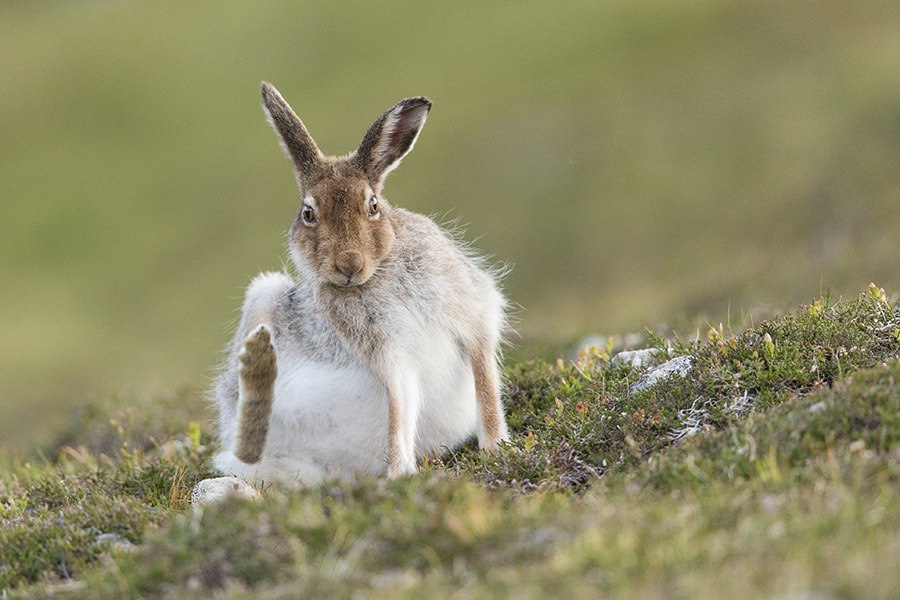 saturday hares - Hare, White hare, Hare, The photo, Milota, Animals, Longpost