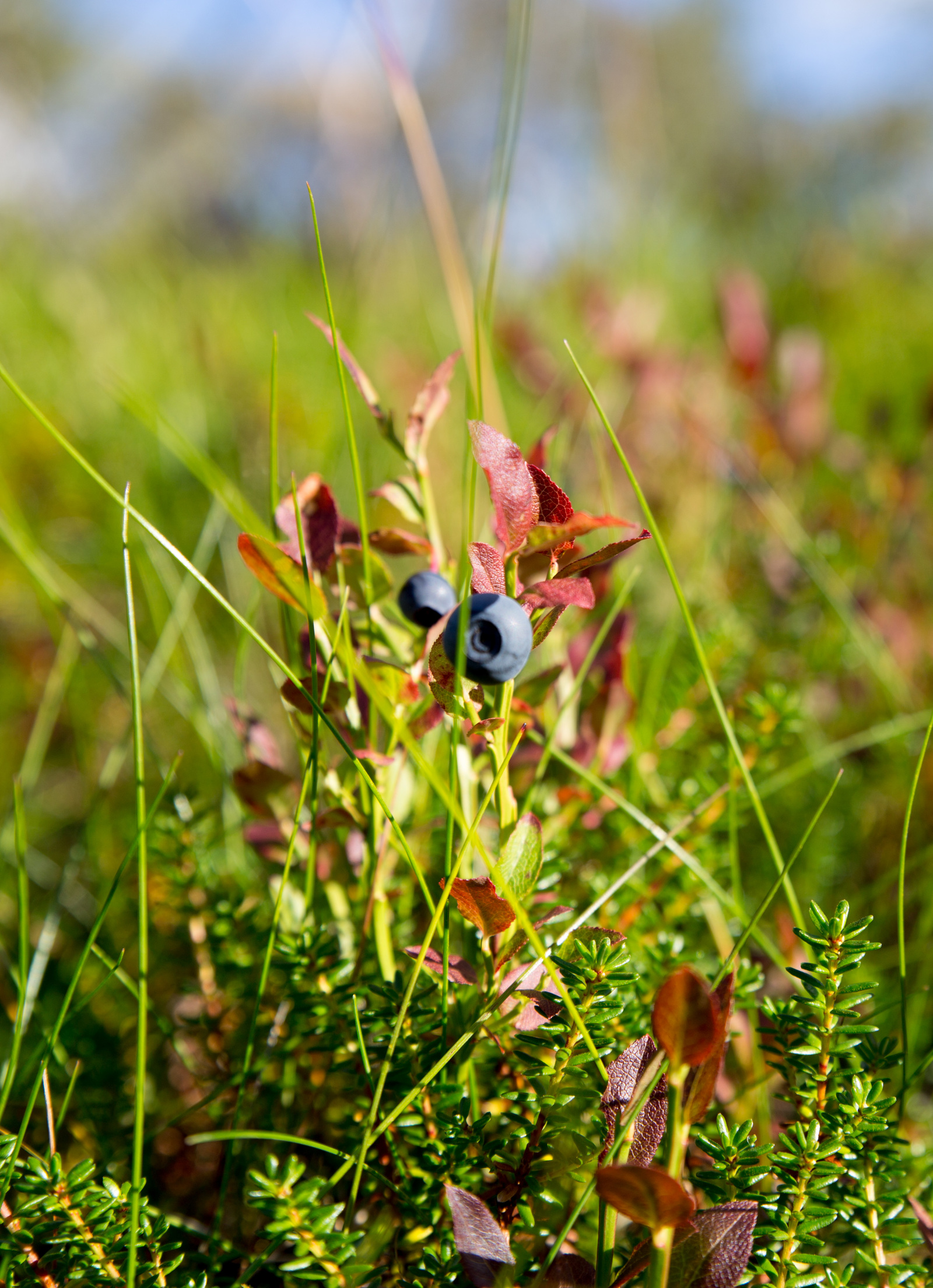 A little bit of the north is in your feed - My, North, Nature, Murmansk, Video, Longpost, Mushrooms, Berries