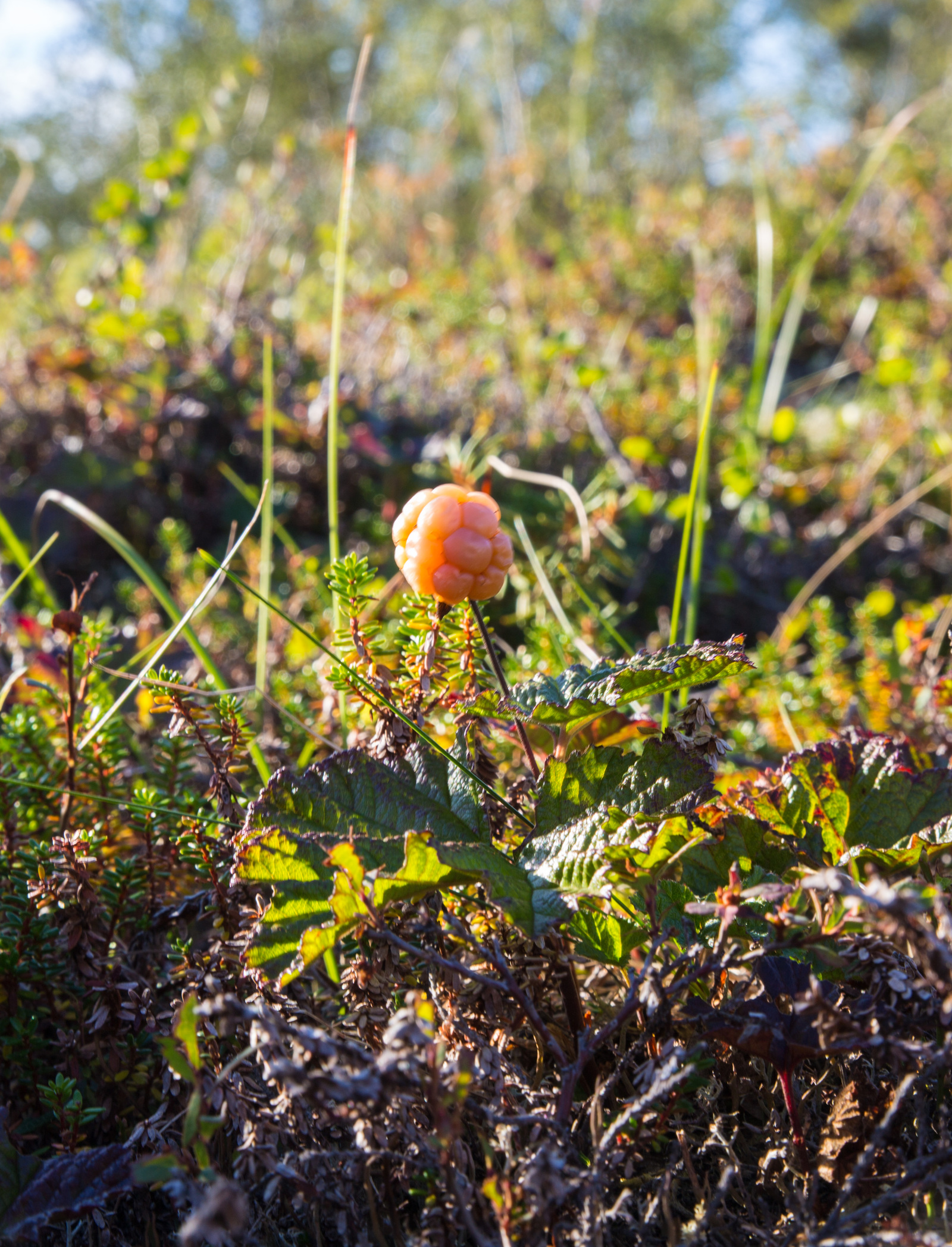 A little bit of the north is in your feed - My, North, Nature, Murmansk, Video, Longpost, Mushrooms, Berries