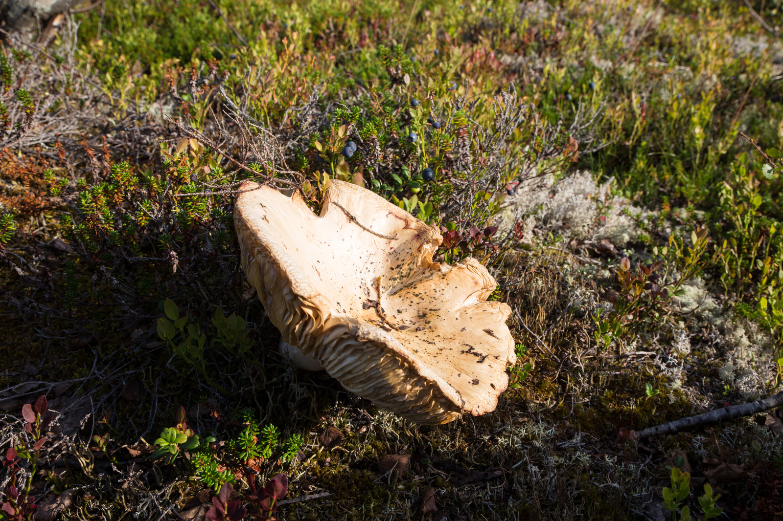 A little bit of the north is in your feed - My, North, Nature, Murmansk, Video, Longpost, Mushrooms, Berries