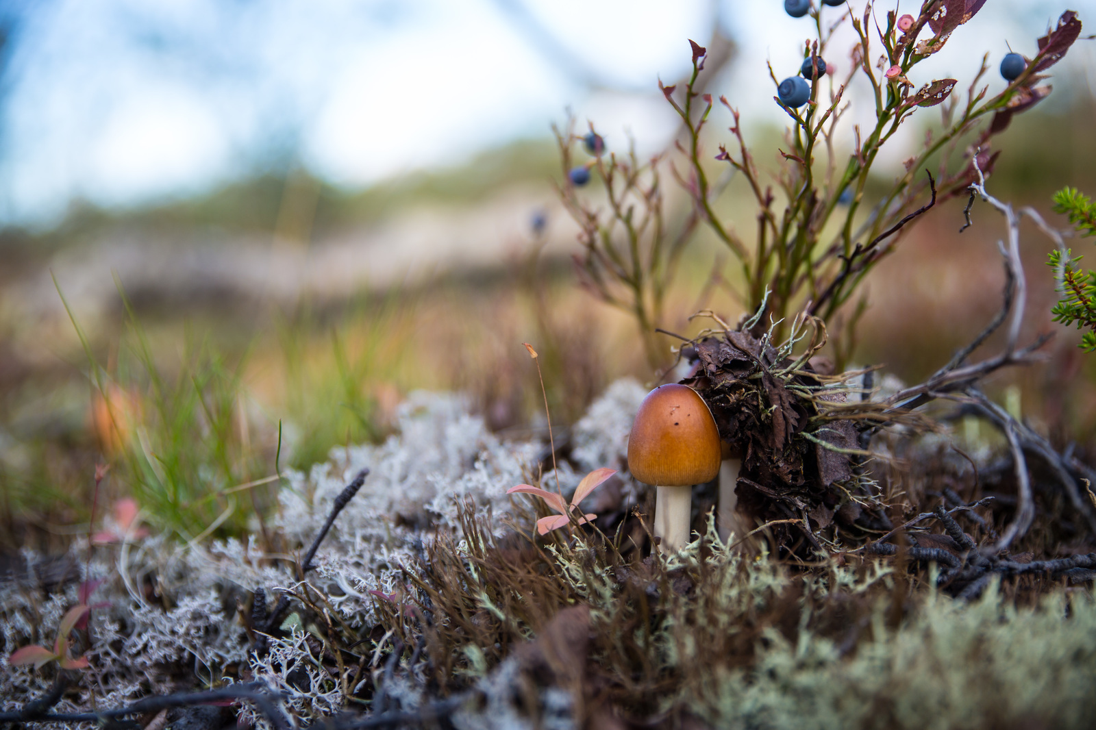 A little bit of the north is in your feed - My, North, Nature, Murmansk, Video, Longpost, Mushrooms, Berries