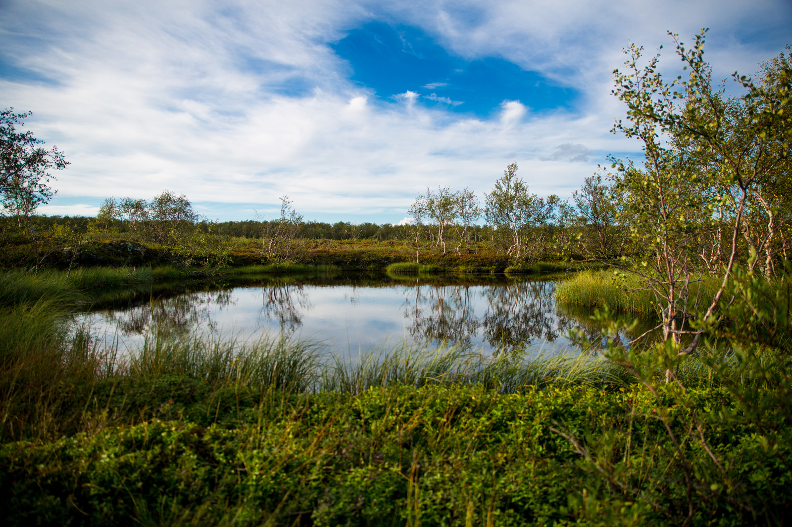 A little bit of the north is in your feed - My, North, Nature, Murmansk, Video, Longpost, Mushrooms, Berries