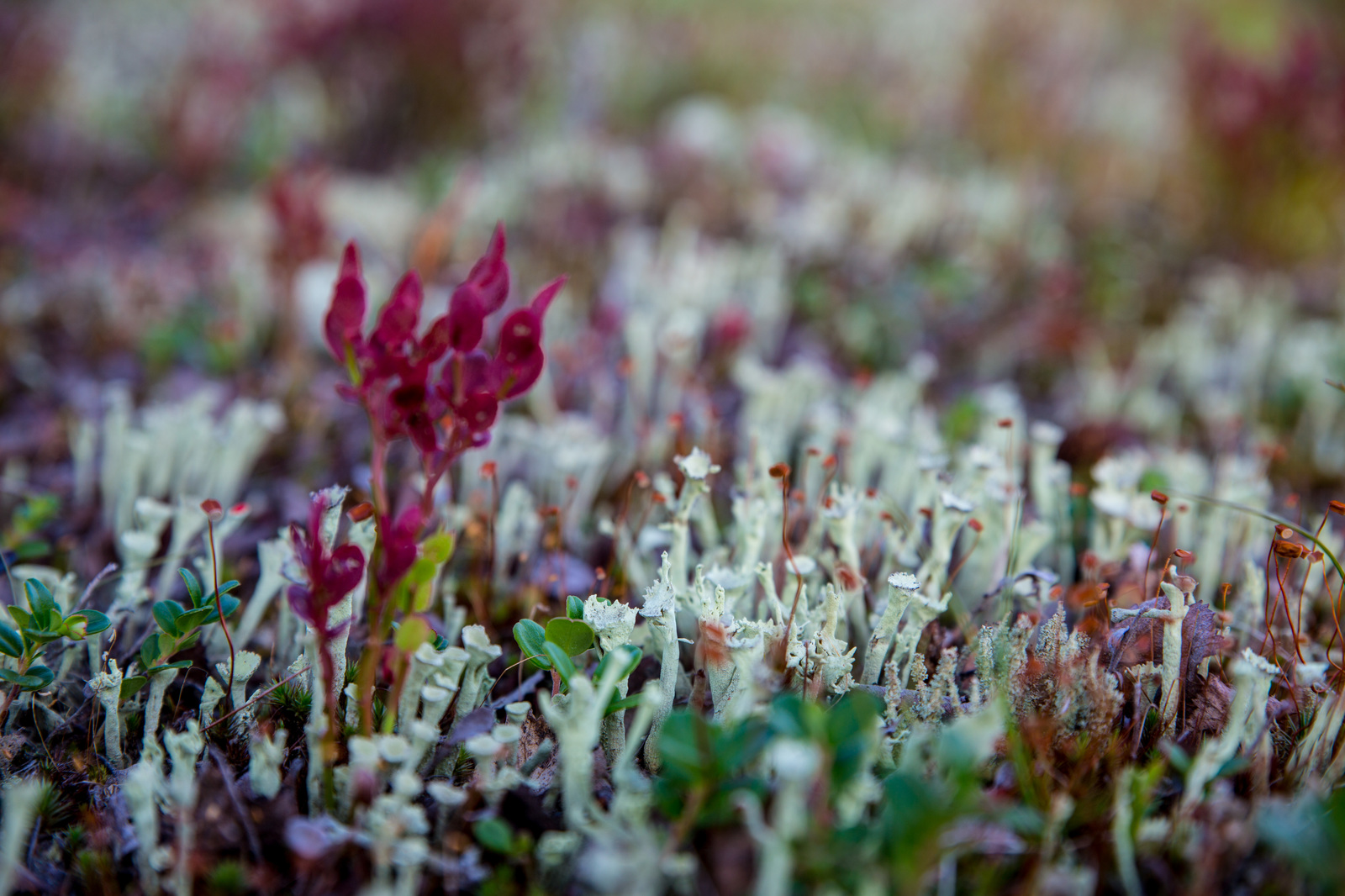 A little bit of the north is in your feed - My, North, Nature, Murmansk, Video, Longpost, Mushrooms, Berries