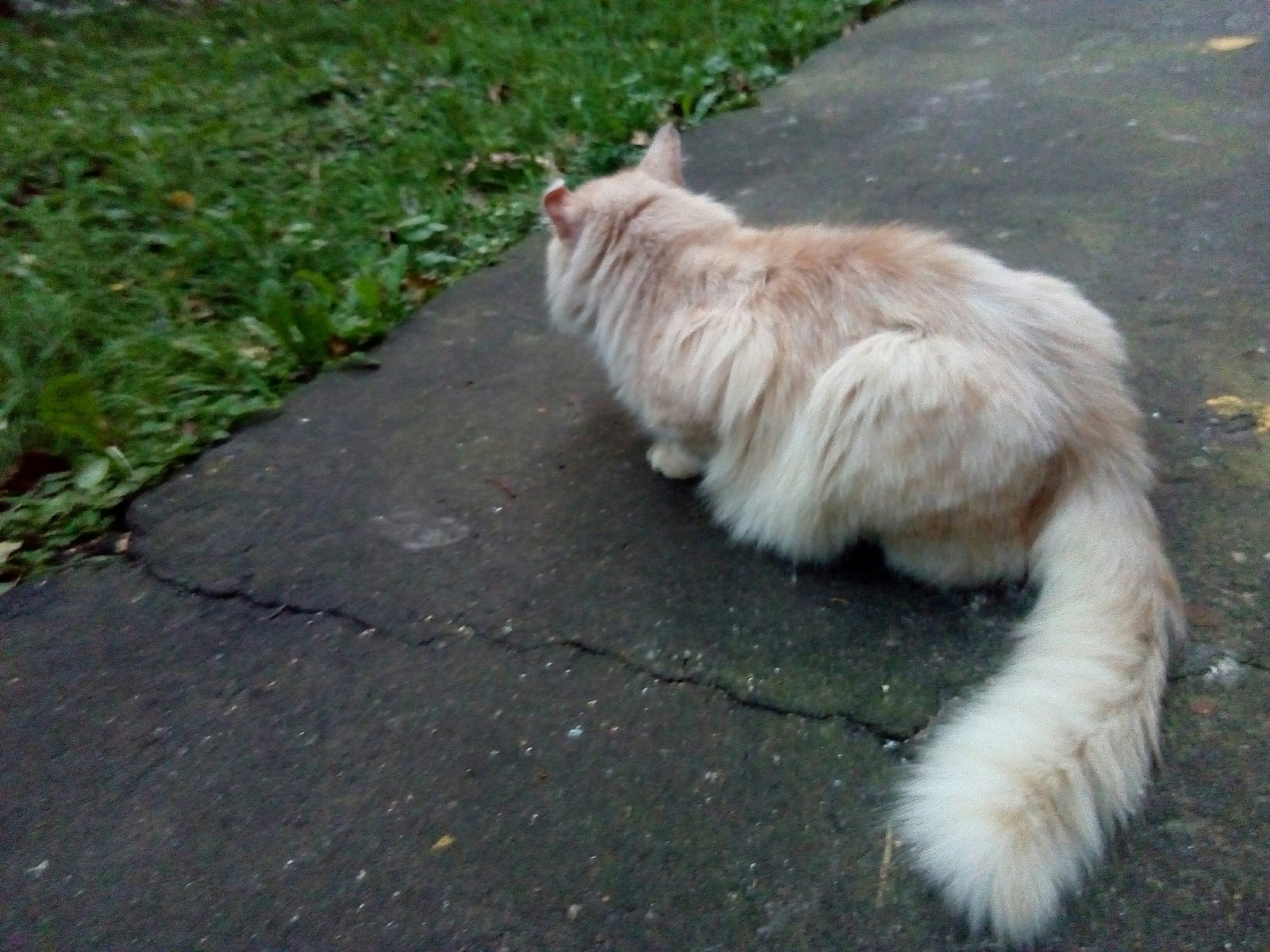 Kittens in our area - cat, Fluffy, Longpost