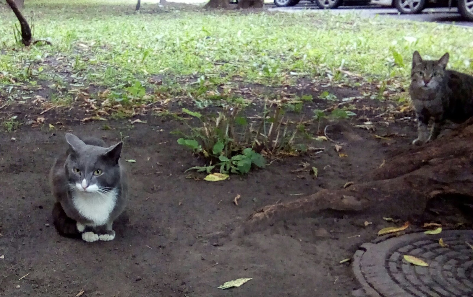 Kittens in our area - cat, Fluffy, Longpost