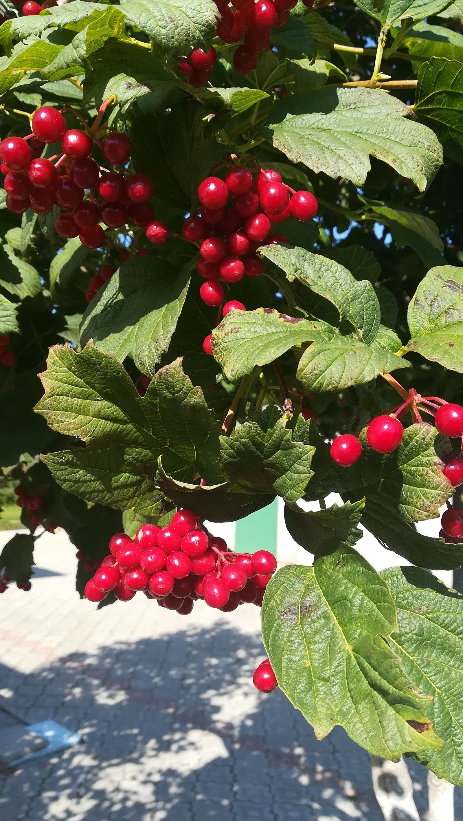 Kalina. - My, Viburnum, Tree, Longpost