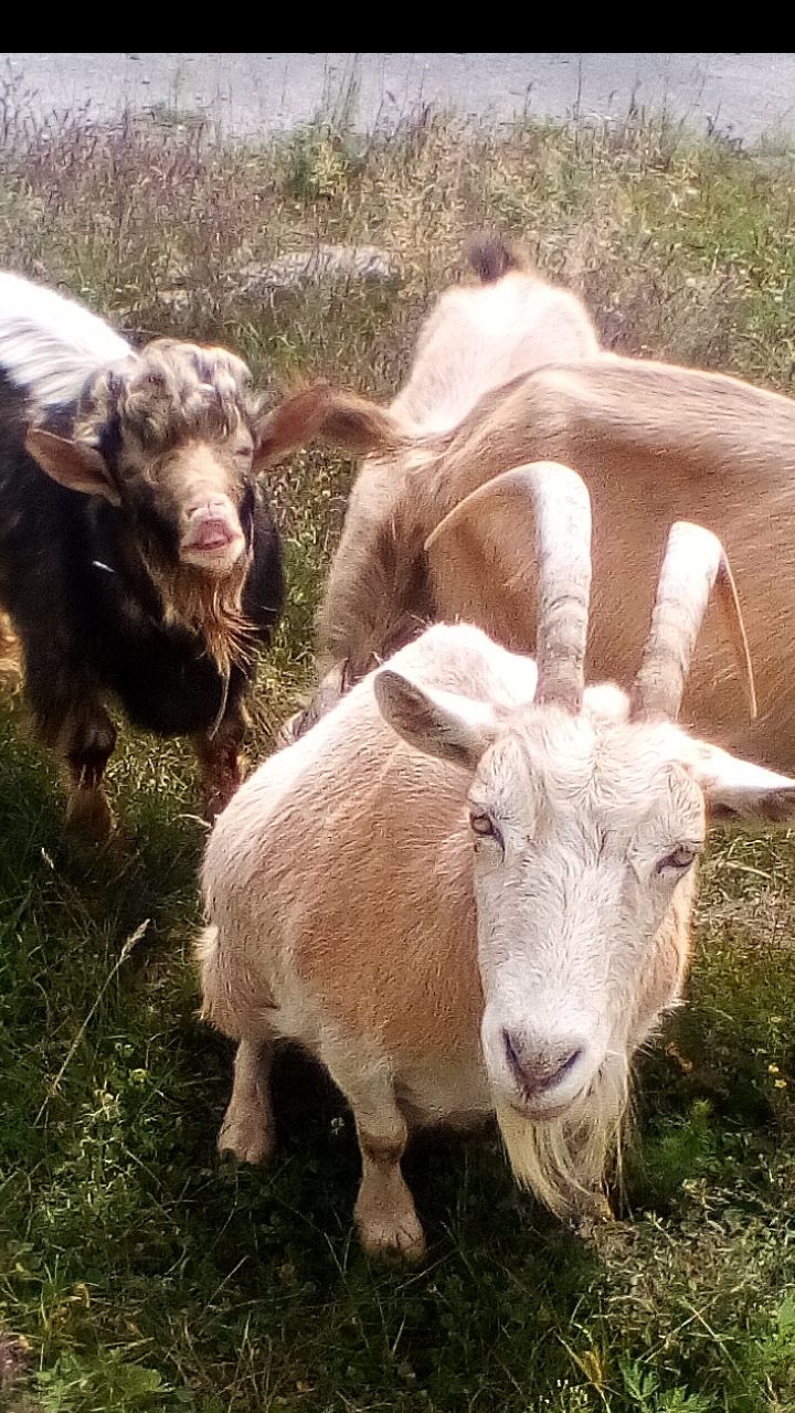 I think the goat is hinting at me - My, Dereza goat, Hint, Longpost