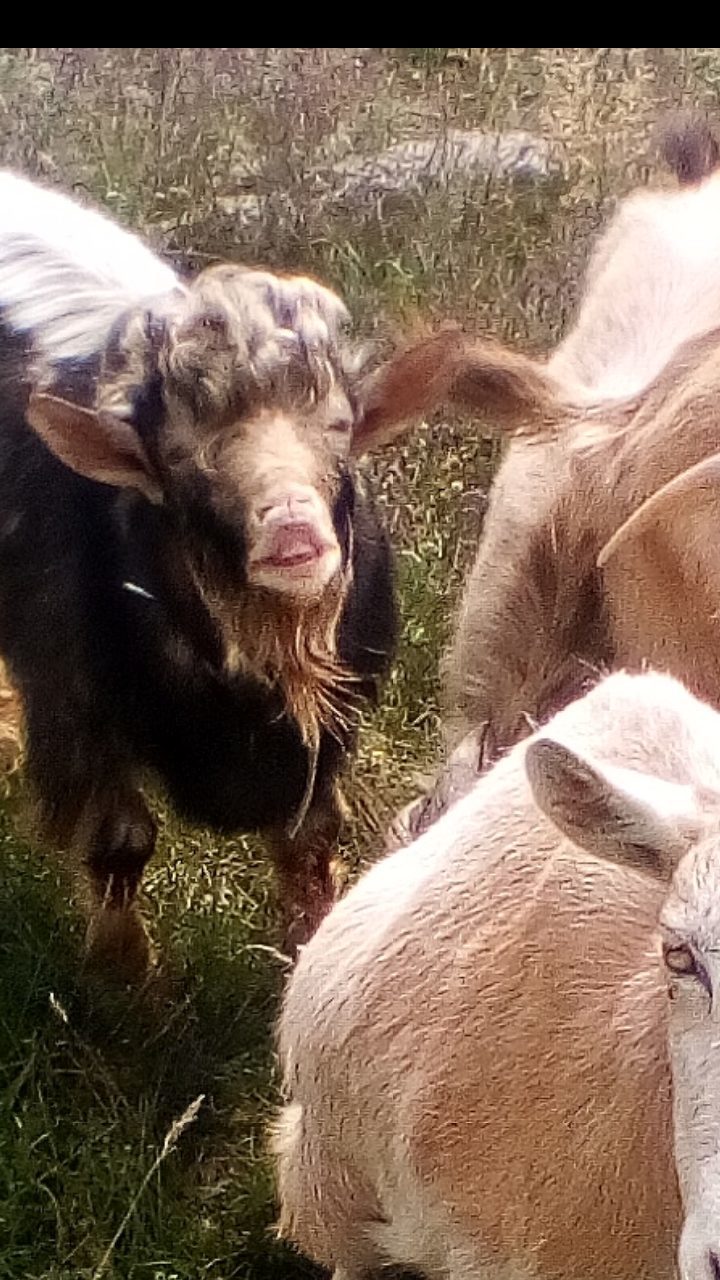 I think the goat is hinting at me - My, Dereza goat, Hint, Longpost