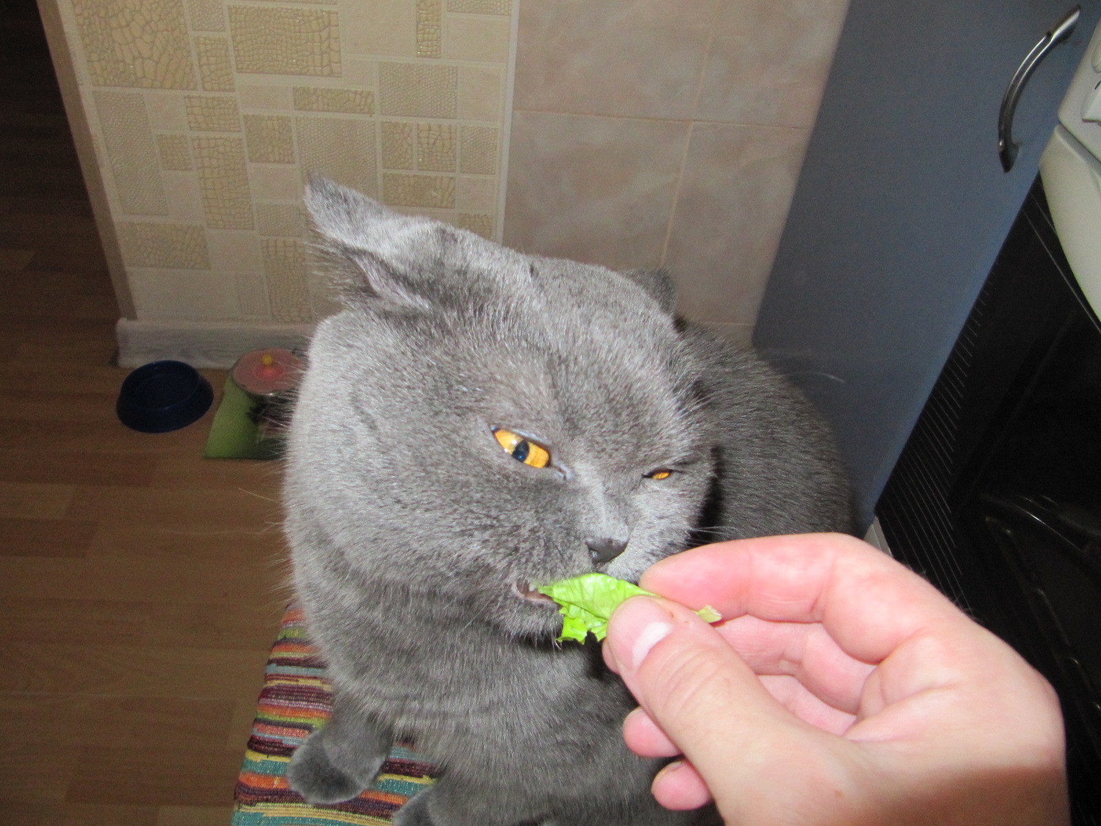 British cat relishes hand salad - My, cat, Catomafia, cat wants to eat, British cat, , Longpost