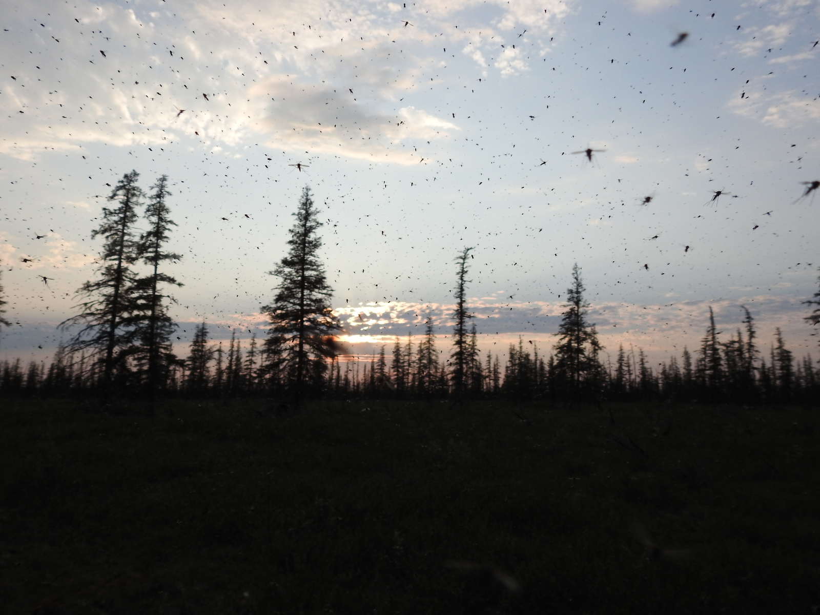 As I visited the lost world. Polar Yakutia, Ulakhan-Sis Ridge - My, Yakutia, Arctic, Expedition, , Indigirka, , , Russia, Longpost