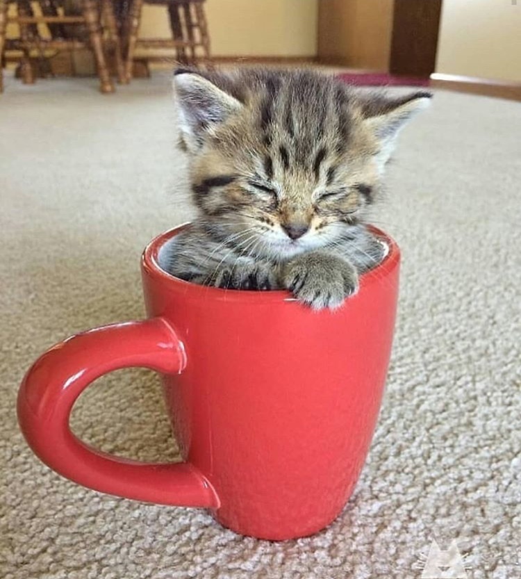 Pour coffee.. - cat, Catomafia, The photo, Milota