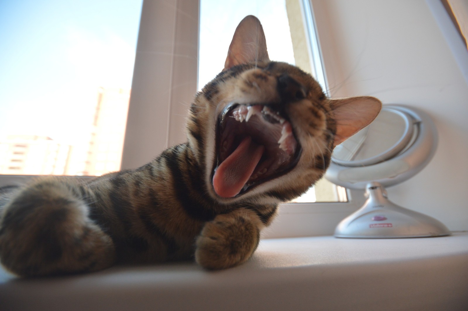 Cat Leopold - My, Bengal cat, cat, Yawn