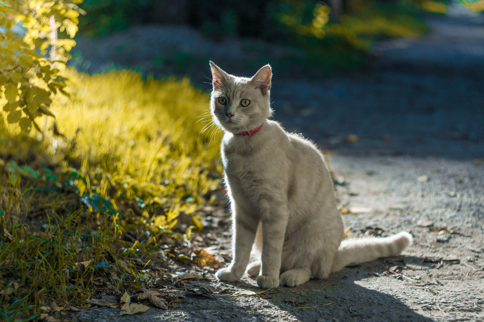 Warm kitty - My, Helios44-2, Helios, cat, Nikon, Helios44-2, Helios