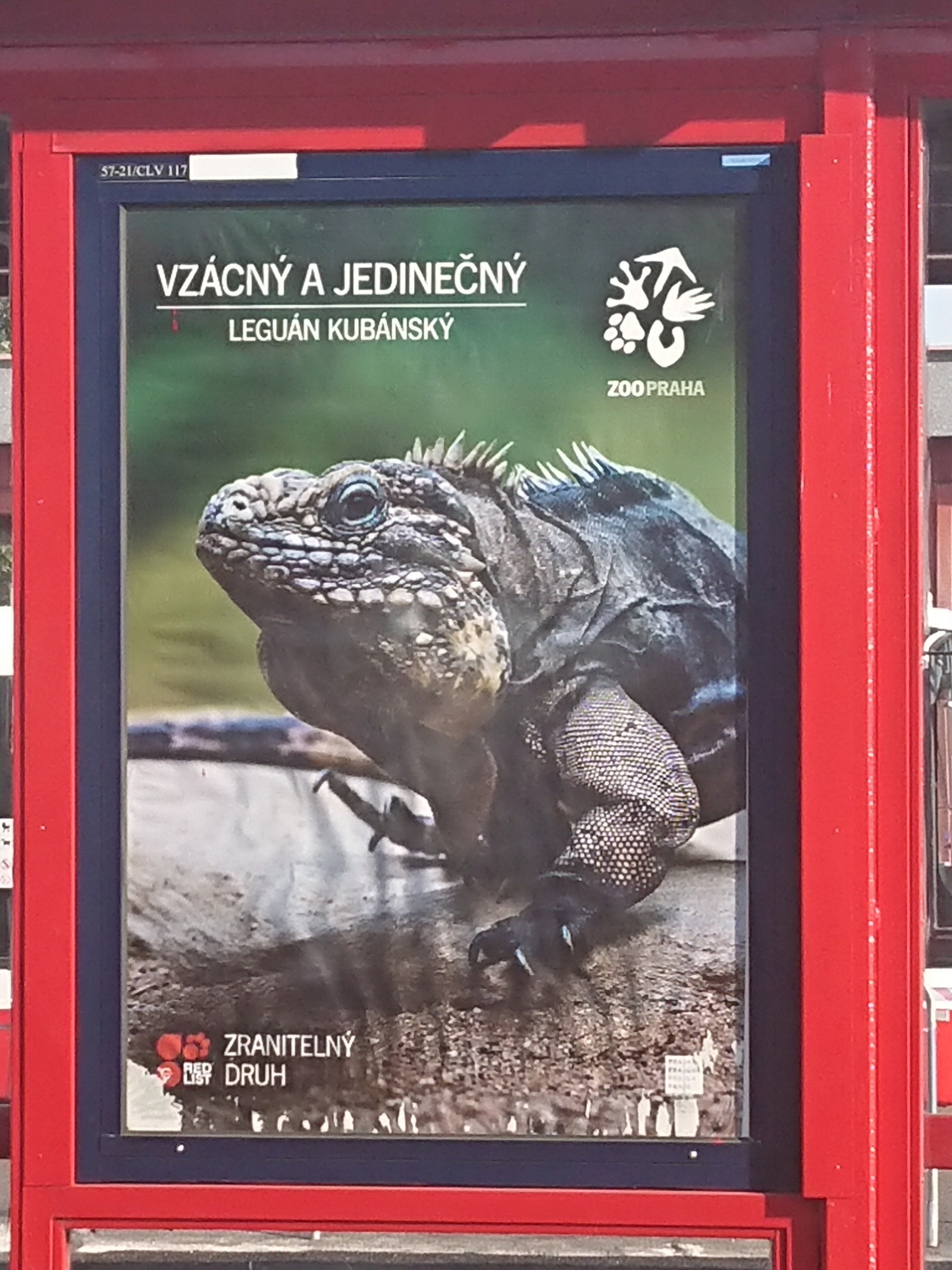 Suddenly. - My, Prague, Iguana, Suddenly