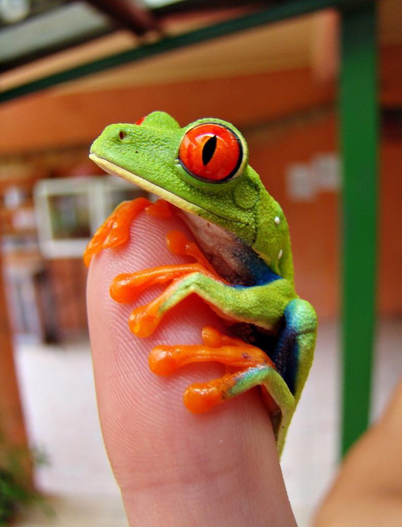 Hey buddy! I am a red-eyed tree frog. - Frogs, Nature, wildlife, Tropics, red-eyed tree frog, Longpost